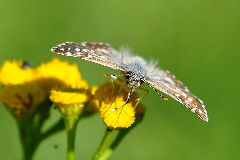 Pyrgus armoiranus??